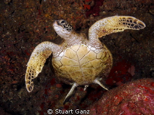 "Honu takes flight" by Stuart Ganz 